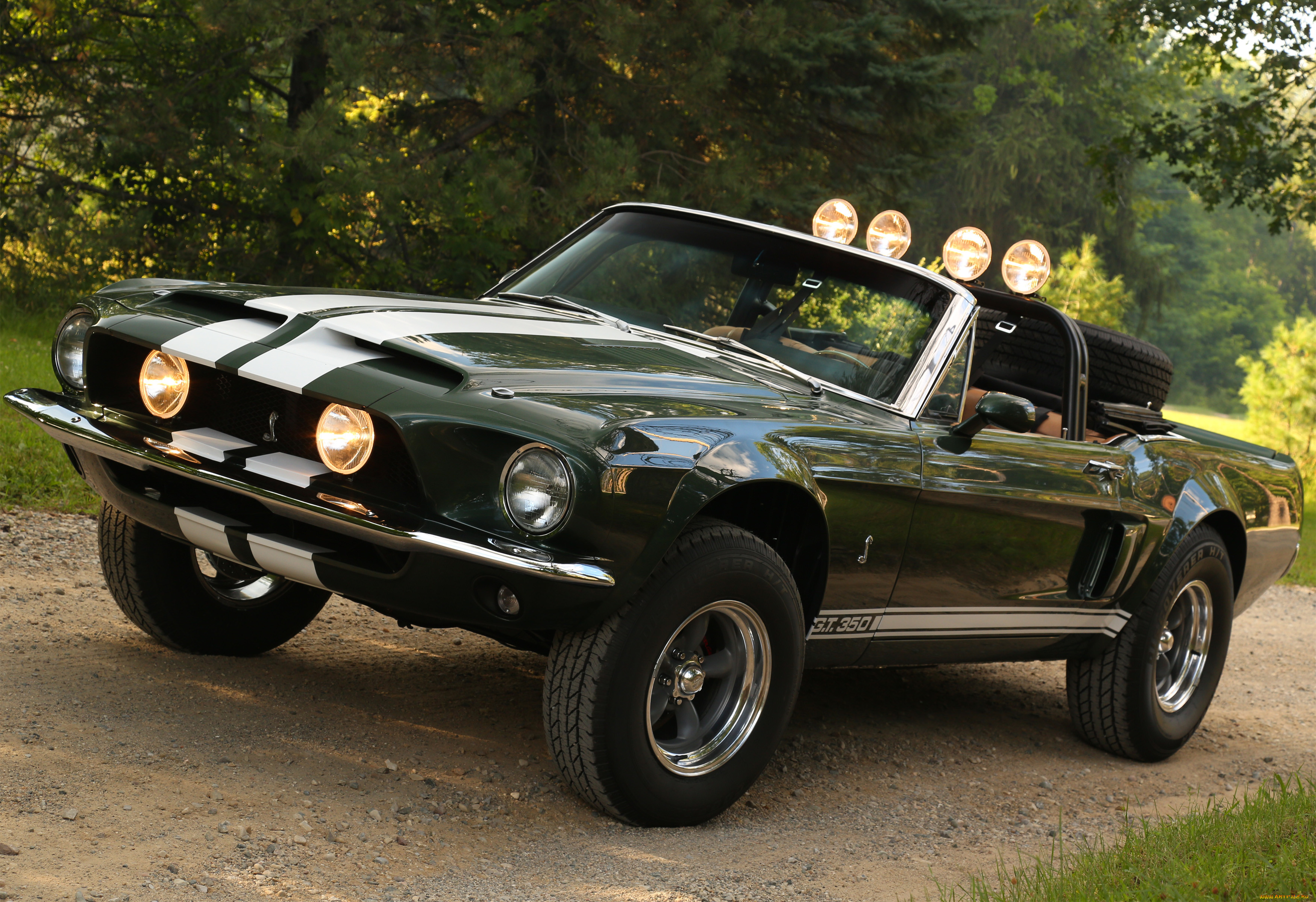 , mustang